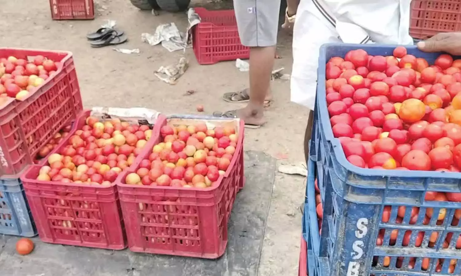 வேலூர் உள்ளிட்ட 4 மாவட்டங்களில் ரூ.120 வரை தக்காளி விலை உயர்வு வேலூர் உள்ளிட்ட 4 மாவட்டங்களில் ரூ.120 வரை தக்காளி விலை உயர்வு