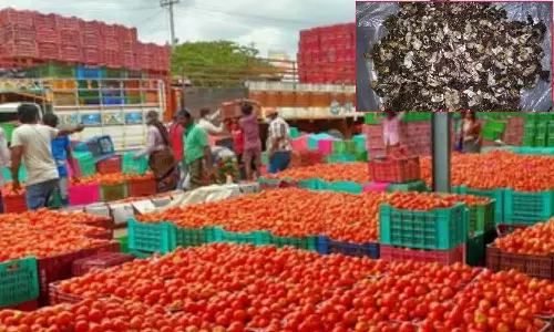 தக்காளி விலை உச்சத்தை எட்டியது.. ஒரு கிலோ 130 ரூபாய்.. தக்காளிக்கு மாற்றாக புளியை பயன்படுத்தும் மக்கள்