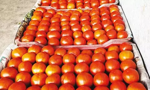 சேலத்தில் தக்காளி விலை ரூ.120 ஆக எகிறியது