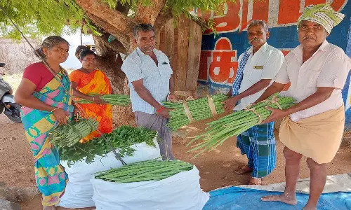 ஒட்டன்சத்திரத்தில் முருங்கை விதை எண்ணெய் தொழிற்சாலை அமைக்க வேண்டும்
