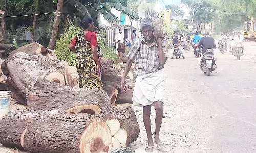 ஒடுகத்தூர் ரோட்டில் 100 ஆண்டுகள் பழமையான புளிய மரங்கள் வெட்டி அகற்றம்