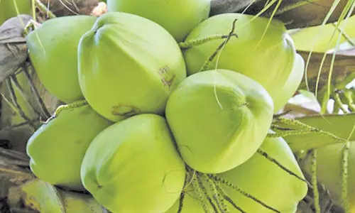 வெளி மாநிலங்களிலும் பொள்ளாச்சி இளநீருக்கு அதிக மவுசு- 5 மாதத்தில் 6 கோடி காய்கள் ஏற்றுமதி