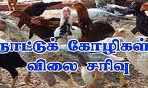 பரமத்திவேலூர் சந்தையில் நாட்டுக்கோழி விலை சரிவு