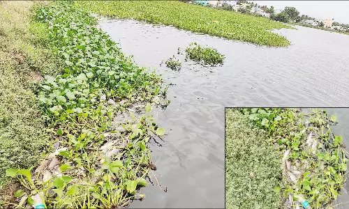 பிடமனேரி ஏரியில் செத்து அழுகி மிதக்கும் மீன்களால் துர்நாற்றம்