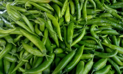 பச்சை மிளகாய் விலை புதிய உச்சம்- கிலோ ரூ.100-க்கு விற்பனை