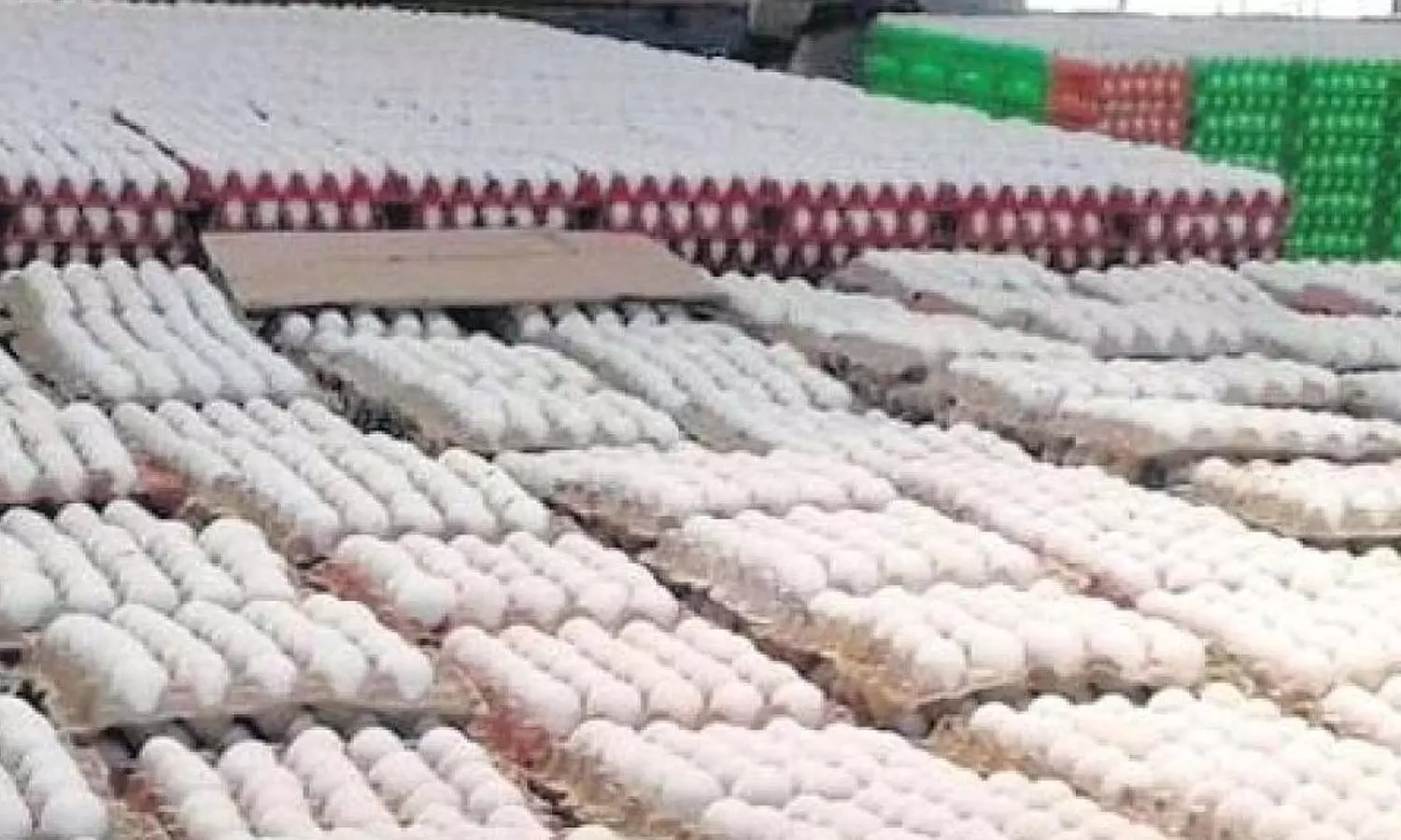 நாமக்கல் மண்டலத்தில் முட்டை விலை மேலும் 10 காசுகள் சரிவு- 520 காசுகளாக நிர்ணயம் நாமக்கல் மண்டலத்தில் முட்டை விலை மேலும் 10 காசுகள் சரிவு- 520 காசுகளாக நிர்ணயம்