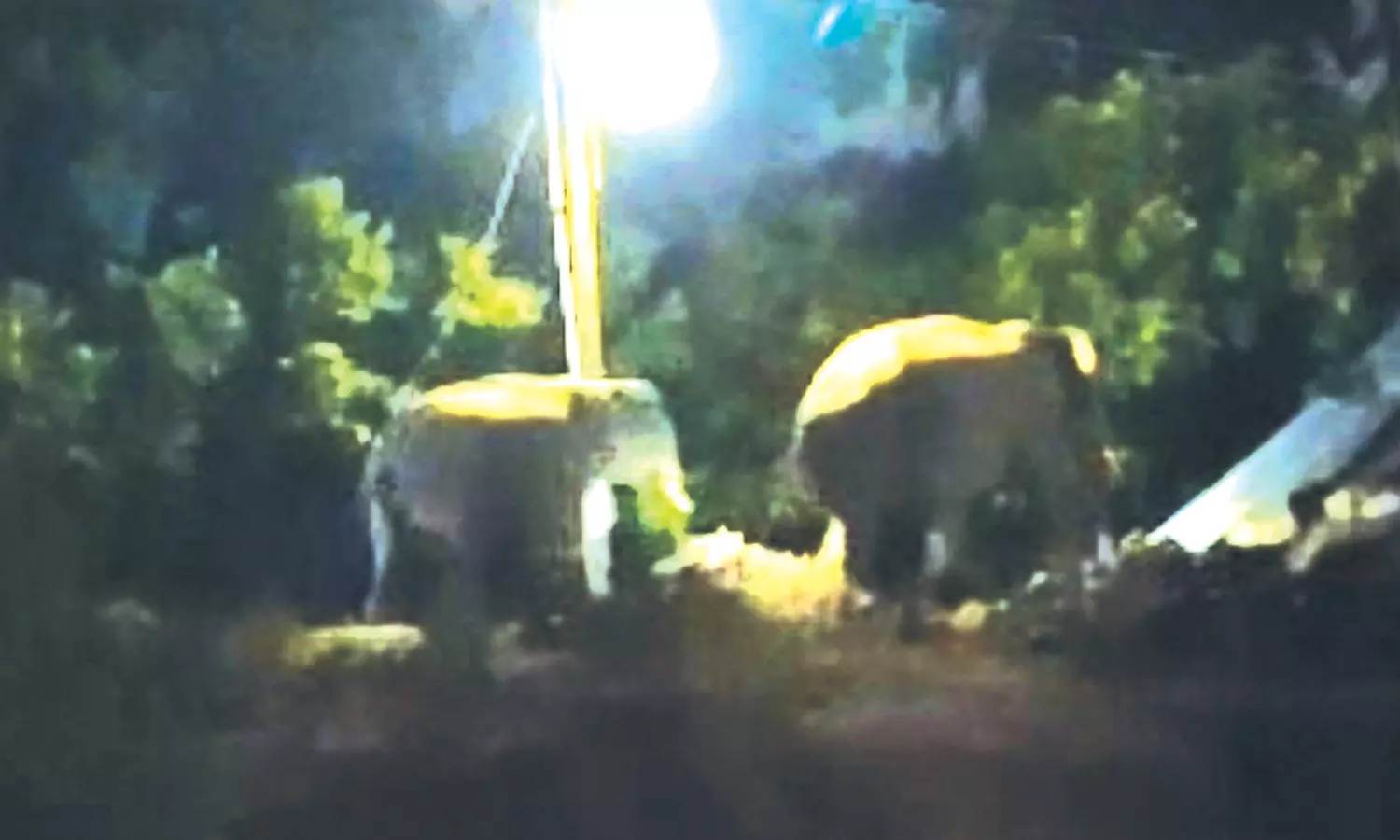 ஆலாந்துறை அருகே மாலை நேரங்களில் ஊருக்குள் சுற்றி வரும் காட்டு யானைகள் ஆலாந்துறை அருகே மாலை நேரங்களில் ஊருக்குள் சுற்றி வரும் காட்டு யானைகள்