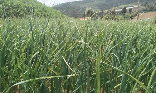 மருத்துவ குணம் மிகுந்த நீலகிரி பூண்டுக்கு அமோக கிராக்கி: கிலோ ரூ.140-க்கு கொள்முதல்