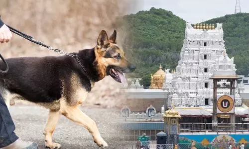 திருப்பதி ஏழுமலையான் கோவிலுக்கு நாயுடன் வந்த பக்தர்கள்- தரிசனம் செய்ய அனுமதி மறுப்பு