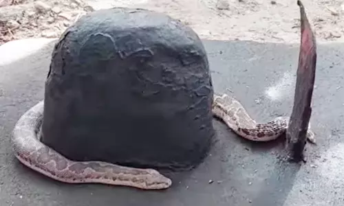 தாராபுரம் கோவிலில் சிவலிங்க சிலையை சுற்றிய மலைப்பாம்பு- பக்தர்கள் பால் ஊற்றி வழிபாடு