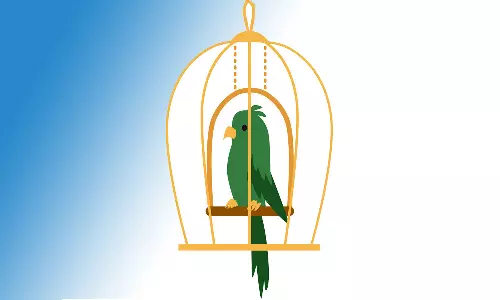 கூண்டுகளில் அடைத்து வைத்து பச்சைக்கிளி  வளர்த்தால் நடவடிக்கை