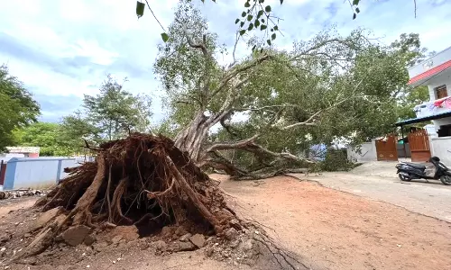கோவை பள்ளி அருகே அரசமரம் வேரோடு சாய்ந்தது
