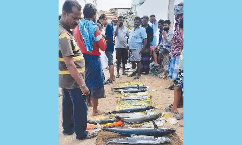 கன்னியாகுமரியில் வள்ளங்களில் பிடிக்கப்படும் உயர்ரக மீன்களுக்கு கடும் கிராக்கி