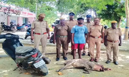 கோழி தலையில் வெடிகுண்டு வைத்து காட்டுபன்றி வேட்டை