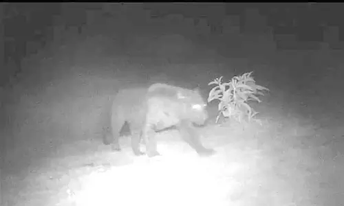 கோத்தகிரியில் இரவு நேரத்தில் கருஞ்சிறுத்தை மற்றும் கரடிகள்  நடமாட்டம்