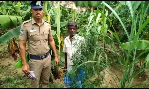வாழைத்தோப்பில் கஞ்சா செடி வளர்த்த விவசாயி கைது