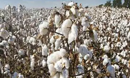 1,293 குவிண்டால் பருத்தி ரூ.1 கோடிக்கு ஏலம்