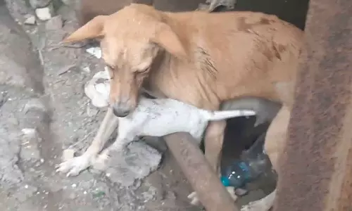 தீயணைப்பு வீரர்கள் செல்லாத நிலையில் தீப்பிடித்த மரக்கடைக்குள் புகுந்து குட்டிகளை பாசத்துடன் மீட்ட தாய் நாய்