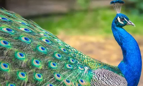 தனியாா் பேருந்தில் அடிபட்ட மயிலை மீட்டு சிகிச்சை அளித்த விவசாயி