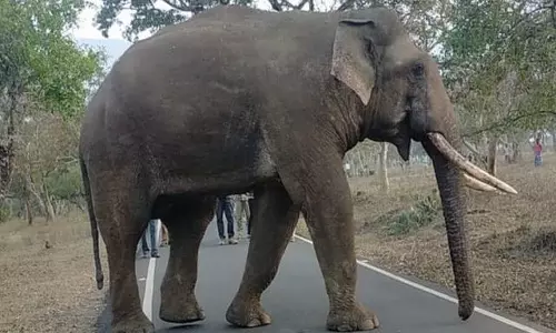 வாகனங்களை வழிமறித்த காட்டு யானையால் பரபரப்பு