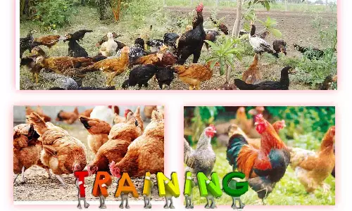 திருப்பூரில் நாட்டுக்கோழி வளர்ப்பு பயிற்சி 11-ந்தேதி தொடங்குகிறது