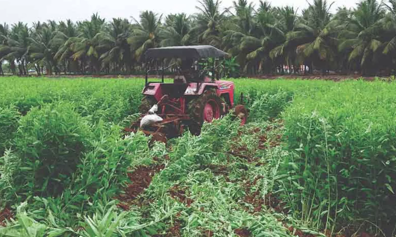 விவசாயிகள் பசுந்தாள் உரப்பயிர்களை பயிரிட்டால் மண்வளம் மேம்படும்-வேளாண் அறிவியல் விஞ்ஞானி தகவல் விவசாயிகள் பசுந்தாள் உரப்பயிர்களை பயிரிட்டால் மண்வளம் மேம்படும்-வேளாண் அறிவியல் விஞ்ஞானி தகவல்