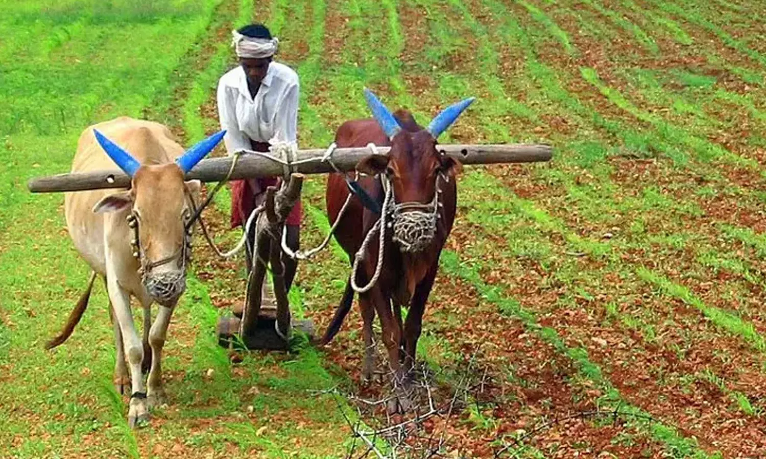 விதைக்கான விதிகளை விவசாயிகள் பின்பற்ற வேண்டும்-விதைச்சான்று அதிகாரி தகவல் விதைக்கான விதிகளை விவசாயிகள் பின்பற்ற வேண்டும்-விதைச்சான்று அதிகாரி தகவல்