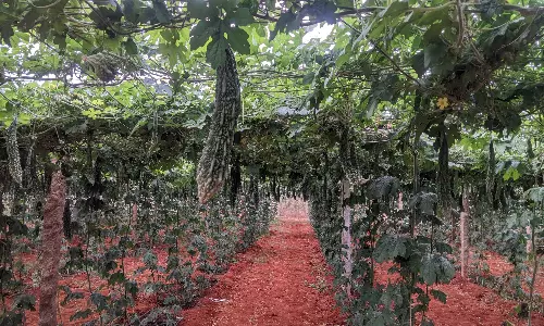 காய்கறிகள் விலை உச்சத்தை எட்டியதால் பாகற்காயை விரும்பி வாங்கும் பொதுமக்கள்