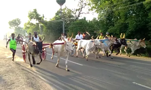 மாட்டு வண்டி எல்கை பந்தயம்