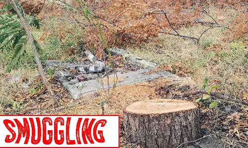 பல்லடம் அருகே மரங்கள் வெட்டி கடத்தல்