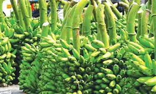 பரமத்திவேலூர் பகுதியில் வாழைத்தார் வரத்து குறைவால் விலை உயர்வு