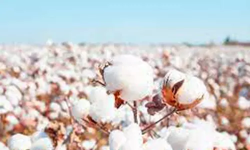 பருத்தி விலை குறைவால் பறிக்க ஆர்வம் காட்டாத விவசாயிகள்