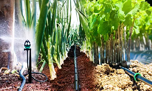 கடையம் வட்டாரத்தில் நுண்ணீர் பாசன திட்டத்தில் விவசாயிகளுக்கு மானியம்-தோட்டக்கலை அதிகாரி அறிக்கை