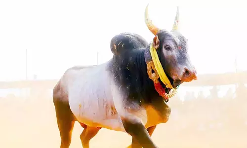 பொள்ளாச்சி சந்தையில் காளை மாட்டை இறைச்சிக்காக விற்க இளம்பெண் எதிர்ப்பு