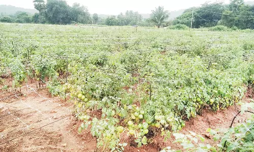 விலை உயர்வால் தக்காளி தோட்டங்களில் இரவு, பகலாக காவல் காக்கும் விவசாயிகள்