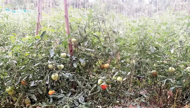 தக்காளி ஒரு கிலோ ரூ.105 ஆக உயர்வு தக்காளி ஒரு கிலோ ரூ.105 ஆக உயர்வு