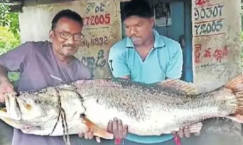 ஆற்றில் மீனவர்கள் வலையில் சிக்கிய 24½ கிலோ மீன்- ரூ.17,500-க்கு விற்பனையானது