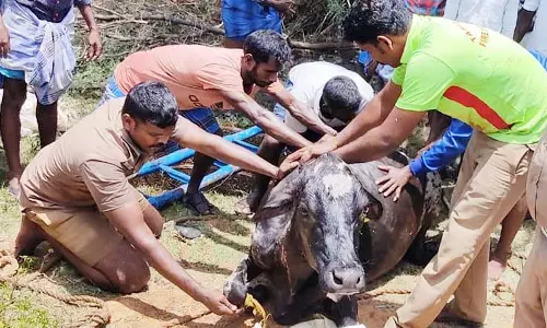 கழிவுநீர் தொட்டியில் விழுந்த பசுமாடு உயிருடன் மீட்பு