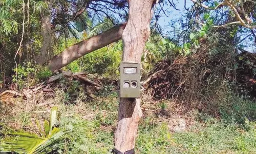 சிற்றாறு பகுதியில் ஆட்டை அடித்து கொன்ற புலியை பிடிக்க காமிரா மூலம் கண்காணிப்பு