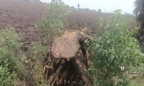 திட்டக்குடி அருகே அனுமதியின்றி வெட்டப்பட்ட கோவிலுக்கு சொந்தமான மரங்கள்: இந்து அறநிலையத்துறை நடவடிக்கை எடுக்குமா?