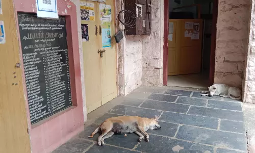 திண்டுக்கல் மாநகராட்சி அலுவலகத்தில் பொதுமக்களை விரட்டி கடிக்கும் வெறிநாய்கள்