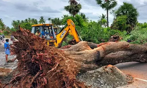 ஏற்காட்டில் சாலையில் விழுந்த மரம் அகற்றம்