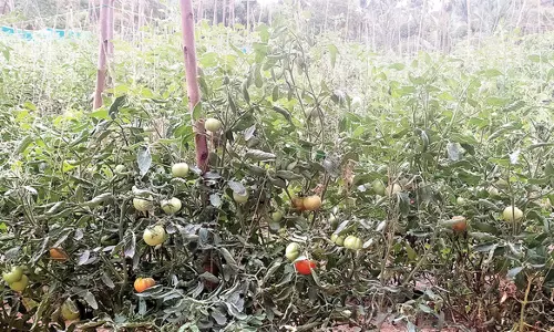 தக்காளி ஒரு கிலோ ரூ.105 ஆக உயர்வு