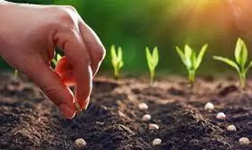 காய்கறி சாகுபடி பணி தீவிரம்