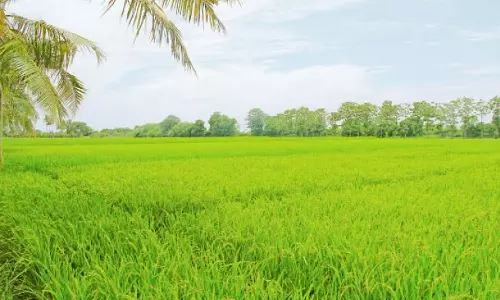 விவசாயிகள் பஞ்சகாவ்யாவை பயன்படுத்தி அதிக மகசூல் பெறலாம்