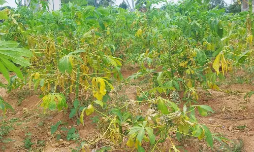 மரவள்ளிக்கிழங்கு செடிகளில் நோய் தாக்குதலால் விவசாயிகள் கவலை