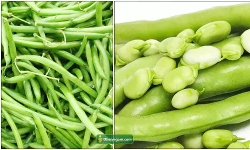 பருவநிலை மாற்றம் நோய் தாக்கத்தால் பீன்ஸ் மகசூல் 20 சதவீதம் பாதிப்பு