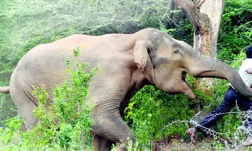 யானை தாக்கி விவசாயி காயம்