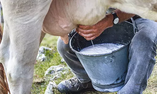 பாட்டு பாடினால் பால் கொடுக்கும்...