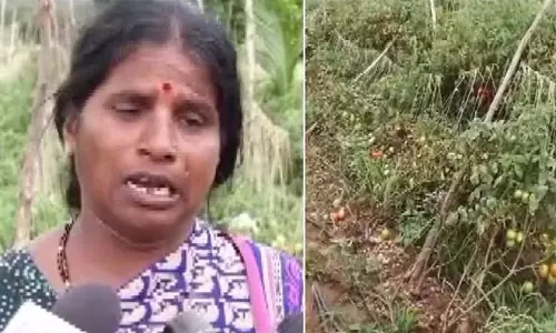 கர்நாடகாவில் விவசாய பண்ணையில் ரூ.2.7 லட்சம் மதிப்புள்ள தக்காளி திருட்டு- விவசாயி கண்ணீர்